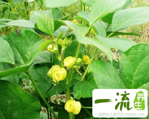 中药绿豆叶的功效与作用_绿豆叶的用法用量和禁忌注意