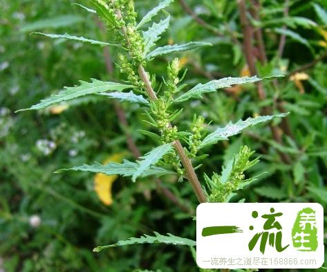 中药土荆芥的功效与作用_土荆芥的用法用量和禁忌注意