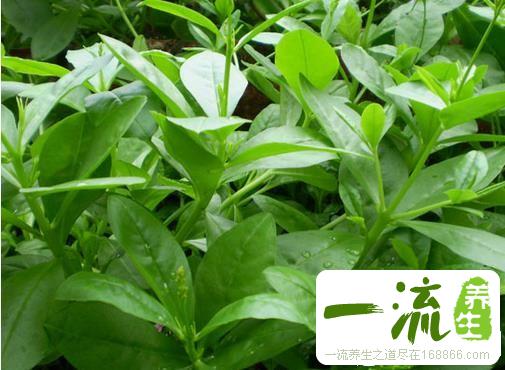 中药参叶的功效与作用_参叶的用法用量和禁忌注意