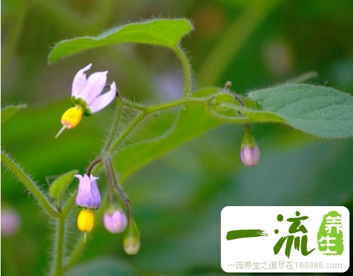 中药白毛藤根的功效与作用_白毛藤根的用法用量和禁忌注意