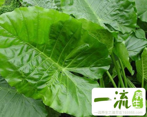 中药野薤的功效与作用_野薤的用法用量和禁忌注意