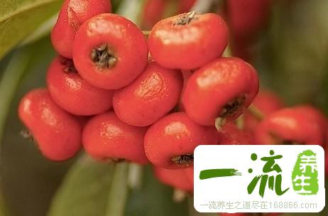 中药地红子根的功效与作用_地红子根的用法用量和禁忌注意