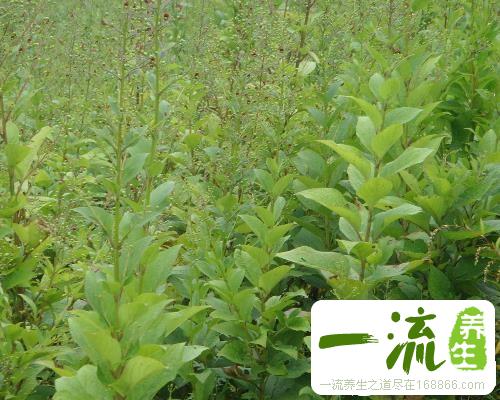 中药玄参的功效与作用_玄参的用法用量和禁忌注意