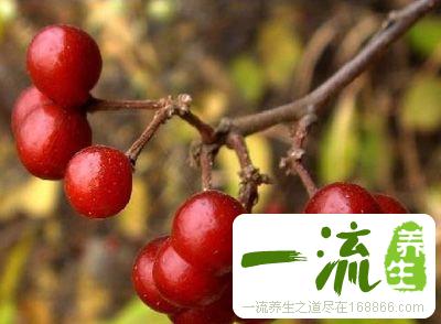 酸枣的功效与作用 酸枣的好处有哪些