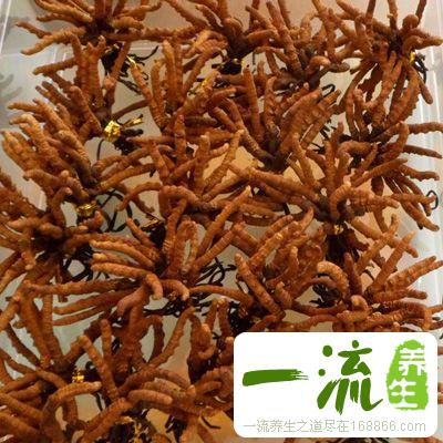 冬虫夏草吃法 五种吃法让你吃出健康