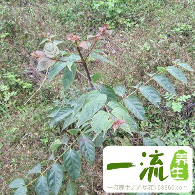 钩藤的功效与作用 新生婴儿该不该服用钩藤