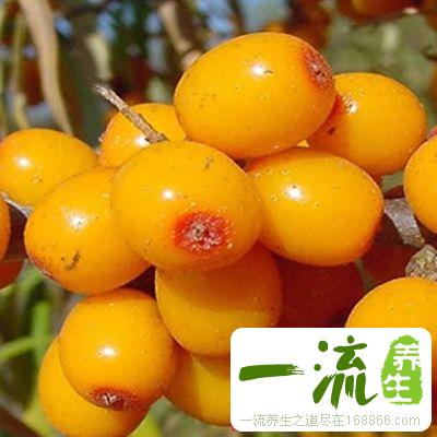 沙棘的功效 沙棘的十大神奇功效