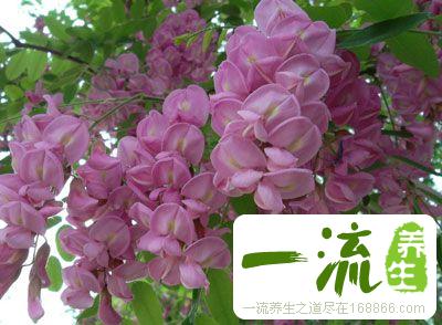 刺槐花