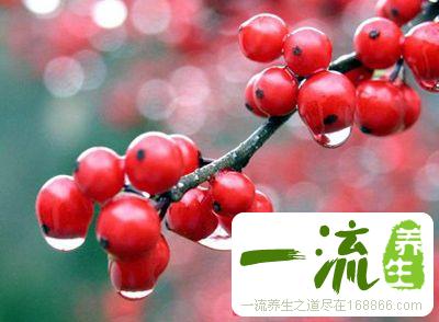 沙棘的功效 沙棘的十大神奇功效