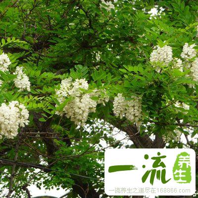 刺槐花