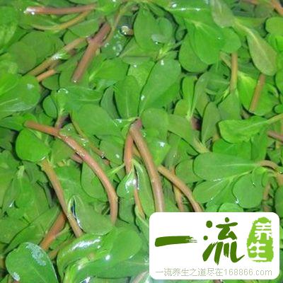 马齿苋的功效与禁忌 天然抗生素也有宜忌