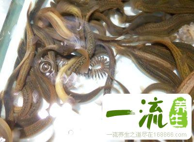 泥鳅的做法 泥鳅这样吃鲜美可口