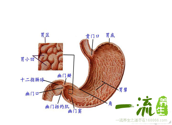 你的内脏到底有多“脏”