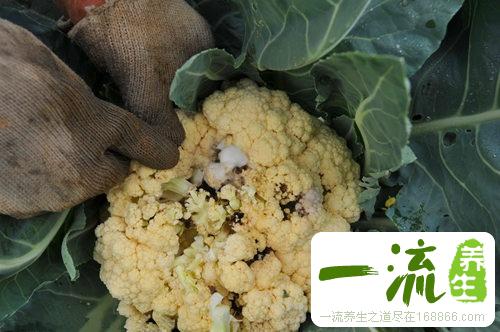 13种物品天生有毒会要命