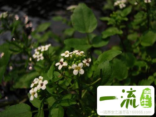 生吃食物除口臭还你清新口气