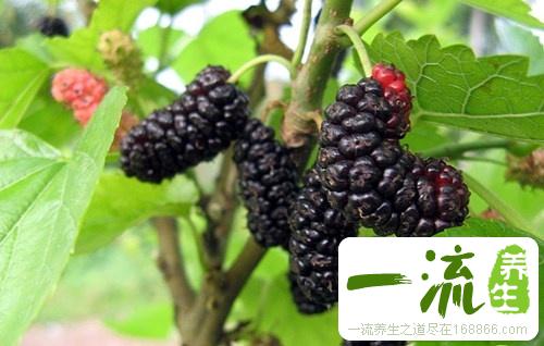 盘点七种紫色食物防癌抗衰老