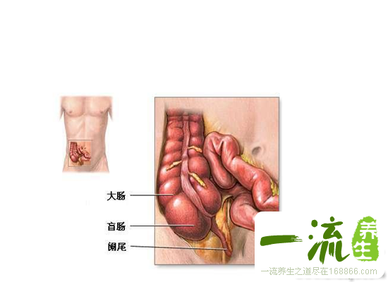 你的内脏到底有多“脏”