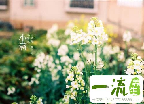 小满节气食苦菜
