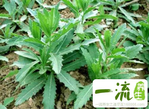 刺儿菜的功效
