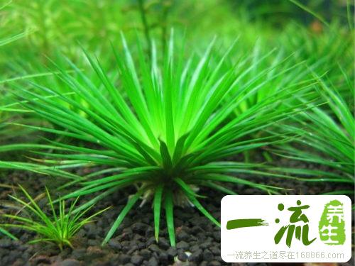 水草泡酒的配方
