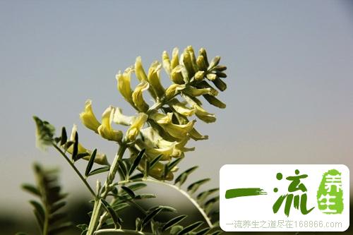 苦豆子能减肥吗