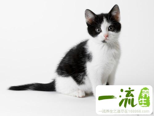 猫肉能吃吗