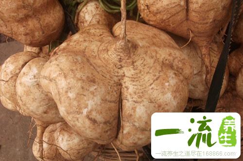 吃豆薯会胖吗