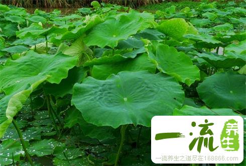 小儿痱子食疗方
