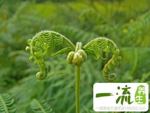 甘草附子汤