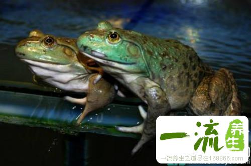 高血压能吃牛蛙吗