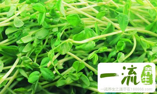 皮肤过敏能吃绿豆芽吗?