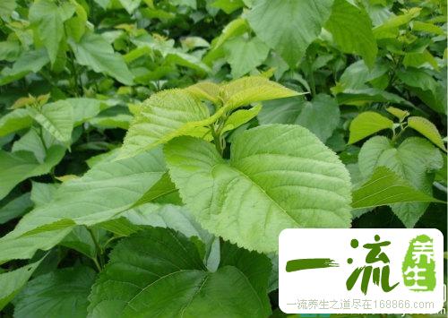 高血压能吃桑叶吗