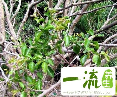 桑寄生的形态特征