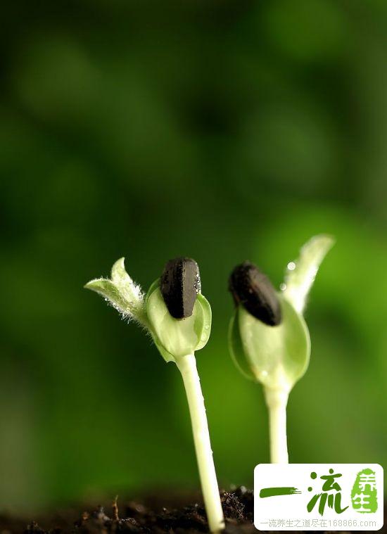 春季干燥上火不妨吃些凉拌菜