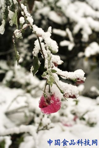 大雪节气养生攻略