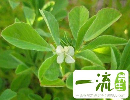 葫芦巴的植物形态