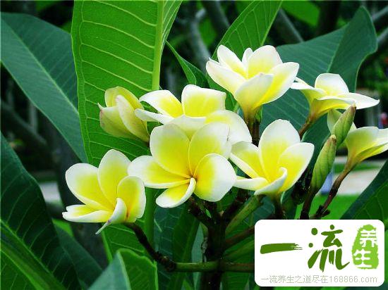 春暖花开当心虫咬性皮炎