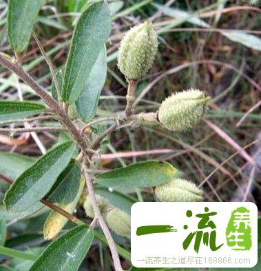 山芝麻的主治功能