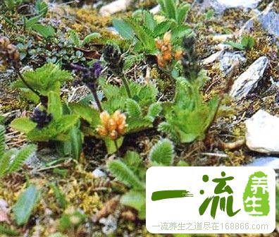 胡黄连的形态特征