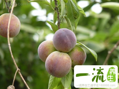杏李的营养价值
