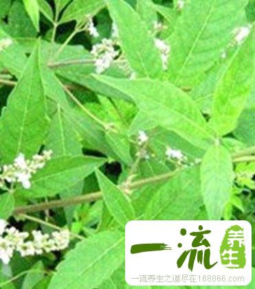 黄皮叶的功效与作用