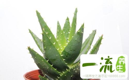 芦荟的妙用，可以治疗便秘