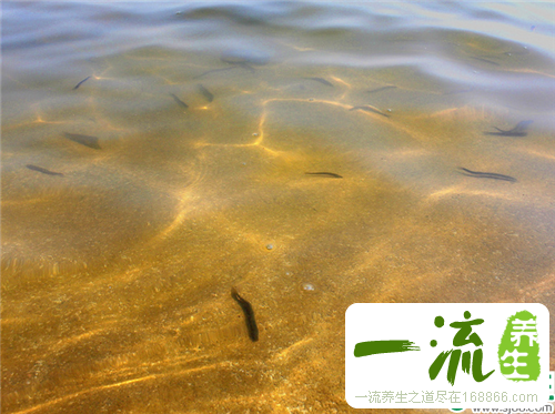 泥鳅的营养价值 泥鳅的家常做法