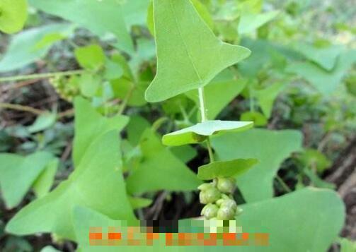 中药杠板归的功效与作用 杠板归的药用价值 中药杠板归的功效与作用 杠板归的药用价值