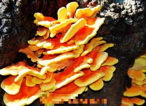 树蘑菇的功效和作用 树蘑菇的做法步骤教程