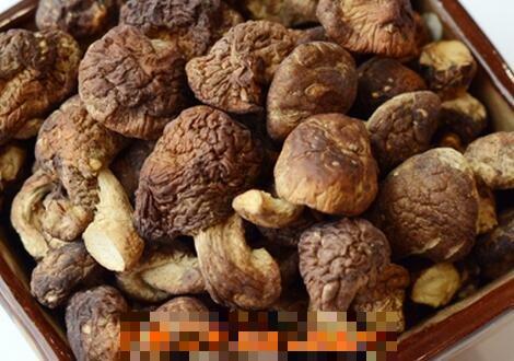 珍珠菇的功效与作用 吃珍珠菇的好处