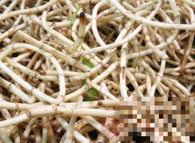 鱼腥草什么人不能吃 它有什么功效与作用