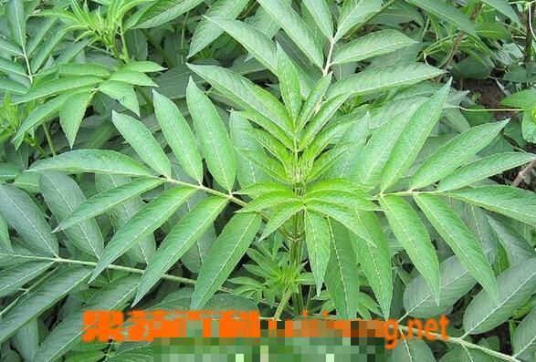 接骨草的功效与作用