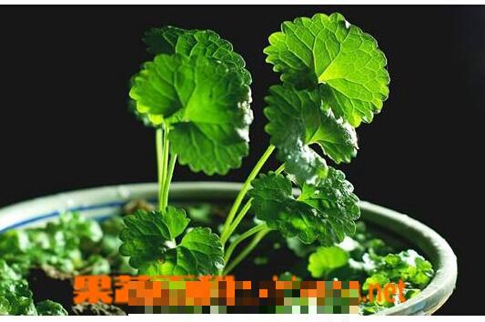 连钱草的功效与作用