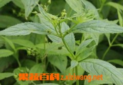 玄参的功效与作用及食用方法